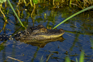 american alligator, viera wetlands