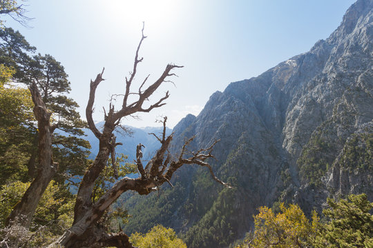 Kreta - Griechenland - Baum vor der Samaria-Schlucht