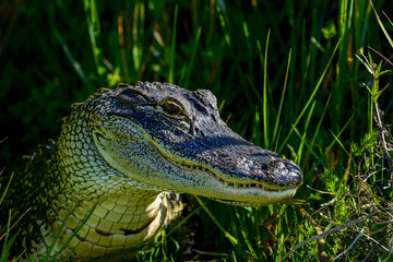 american alligator, viera wetlands