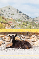 Kreta - Griechenland - Tierportrait