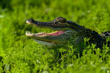 american alligator, viera wetlands