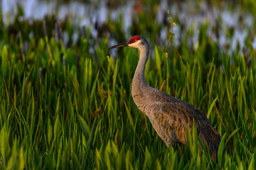 sandhill crane, viera wetlands