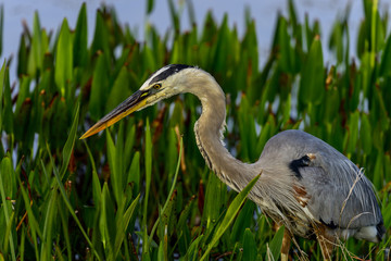 great blue heron, viera wetlands