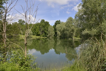Fototapeta na wymiar Nature sauvage à l'étang près de Champagne-et-Fontaine