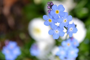 Forget me not flowers