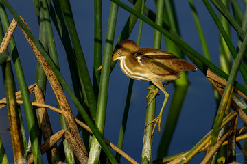 least bittern, viera wetlands