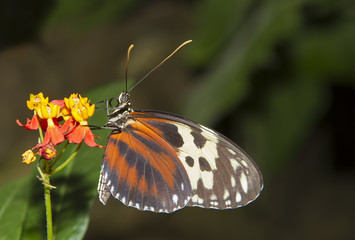 Obraz premium Isabella's Longwing or Isabella's Heliconian (Eueides isabella)