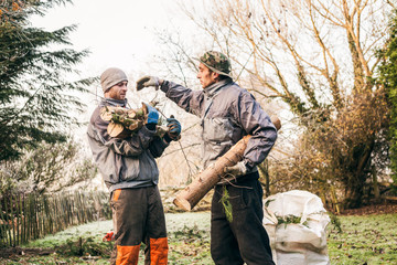 Gardeners pruning trees