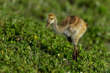 sandhill crane, viera wetlands