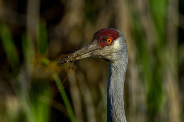 sandhill crane, viera wetlands