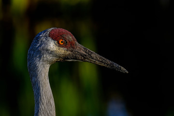 sandhill crane, viera wetlands