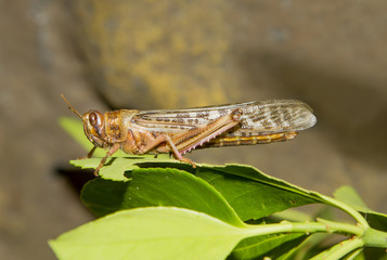 Desert Locust (Schistocerca gregaria)