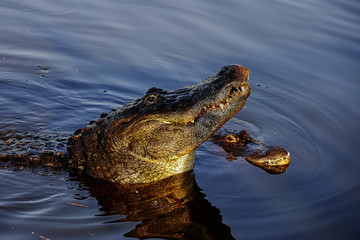 american alligator