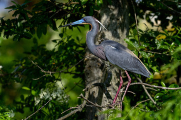 tricolored heron