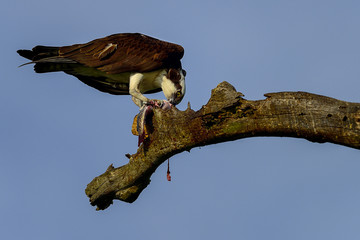 osprey, circle-b-bar preserve