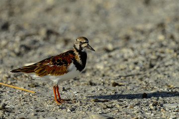 ruddy turnstone, sanibel