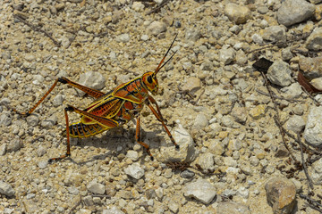 eastern lubber grasshopper, everglades