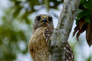 buteo lineatus, red-shouldered hawk, everglades