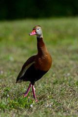 black-bellied whistling-duck, wacodahatchee wetlands
