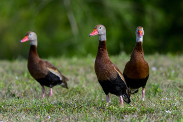 black-bellied whistling-duck, wacodahatchee wetlands