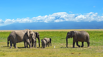 Fototapeta na wymiar Słonie Kilimandżaro