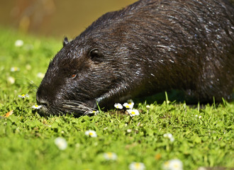 Nutria