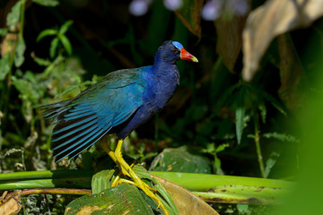 purple gallinule, wacodahatchee wetlands