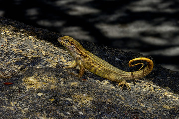 curlytail lizard, palm beach