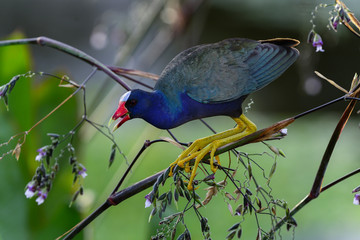 purple gallinule, wacodahatchee wetlands