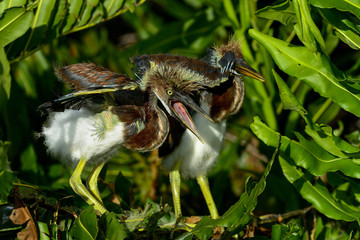 tricolored heron, wacodahatchee wetlands