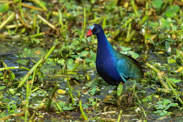 purple gallinule, wacodahatchee wetlands