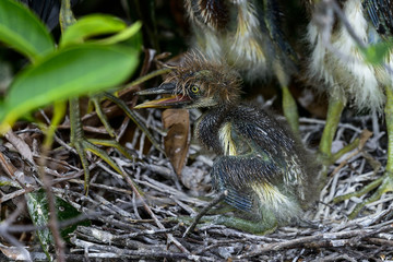 tricolored heron, wacodahatchee wetlands
