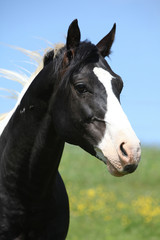 Fototapeta na wymiar Amazing paint horse stallion in summer
