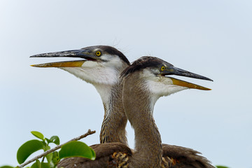 great blue heron, wacodahatchee