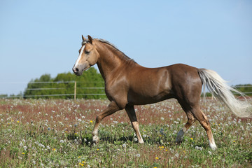 Fototapeta premium Gorgeous stallion running on spring pasturage