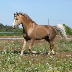 Obraz na płótnie Canvas Gorgeous stallion running on spring pasturage