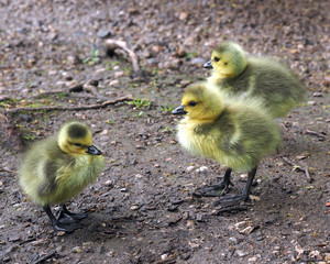 Goslings