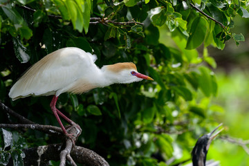 bubulcus ibis, cattle egret, wakodahatchee, florida