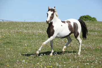 Gorgeous spotted horse running on spring pasturage