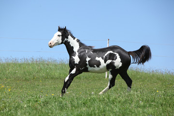 Obraz na płótnie Canvas Gorgeous black and white stallion of paint horse running