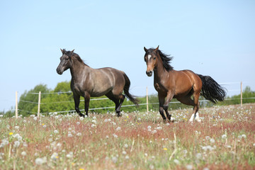 Two amazing horses running on spring pasturage