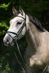 Obraz premium Potrait of beautiful horse with bridle