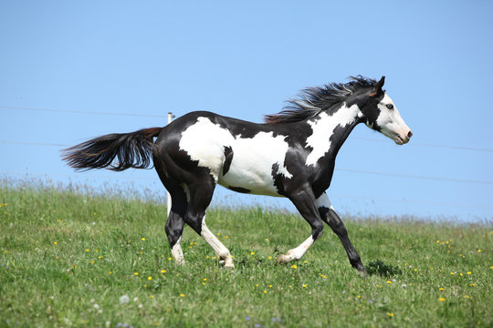 Fototapeta Gorgeous black and white stallion of paint horse running