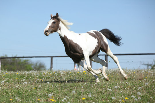 Gorgeous spotted horse running on spring pasturage