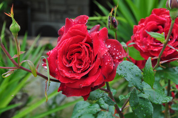 red roses after the rain