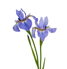 Foto op Plexiglas blauwe iris geïsoleerd op witte achtergrond © Diana Taliun