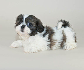 Shih-Tzu Puppy
