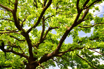 old oak branches