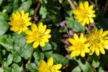 ヒメリュウキンカ