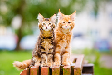 two maine coon kittens - obrazy, fototapety, plakaty